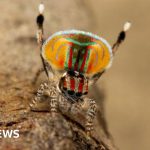 ‘Dark DNA’ may explain dancing spiders’ extraordinary diversity