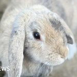 Northamptonshire pet owner having sleepless nights over vet bills