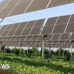 Will farming under solar panels take off?